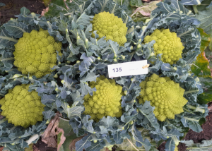 Bloemkool ras Colloseo Romanesco