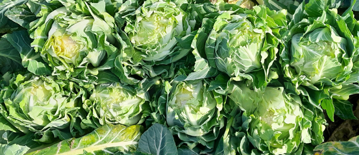 Bloemkool ras Parotis